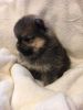 Kennel Club Registered Pom Boys And Girl ready for sale