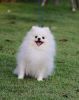AMazing Pomeranian Puppy for sale