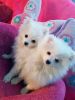 K.c Registered White Pomeranian Puppies