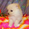 Small Type** White Fluffy Pomeranian Pups