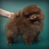Teddy Bear Type Exclusive Pomeranian Girl ready for sale
