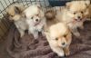 Beautiful Pomeranians Puppies