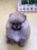 Male & Female White Teacup Pomeranian Puppies For Adoption