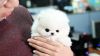 White Pomeranian Puppies(xxx) xxx-xxx4