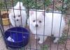 Pomeranian Male and female Registered White Puppies