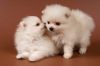 12 Weeks Old Pomeranian Puppies