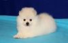 Pomeranian Puppies For A Good Homes