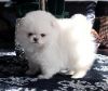 Healthy male and female Micro Pomeranian puppies