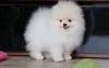 Perfect Teacup Size Pomeranian Puppies For Sale