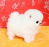 Adorable White Teacup Tiny Pomeranian Babies