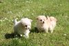 Beautiful White Pomeranian Boy Puppies Kc Reg'd