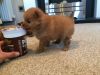 Outstanding Miniature Female Pomeranian Puppy