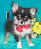 Pure Breed Teacup Pomeranian Puppies for adoption