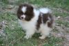 Pomerania puppy for adoption(xxx) xxx-xxx4