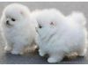 We have a great selection of Pomeranian puppies for sale!
