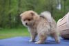 Healthy Toy Pomeranian Puppies For Lovely Homes