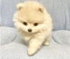 Calm playful pomeranian puppies available