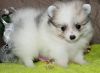 Doll Face T-Cup Pomeranian Puppies Available Now