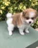 Cute Pomeranian Pups for Re-homing