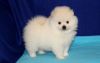 Male and Female Pomeranian ready for a loving home