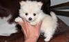 Beautiful Pomeranian puppies For Sale