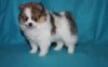 Well Trained Pomeranian Puppies For Sale