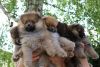 Luxury Pedigree Pomeranian Puppies