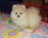 Lovely Pomerian Puppy for a good home.