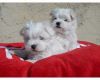 Extra Charming! BabyDoll! pomerian Puppies For Adoption