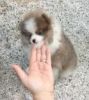 fine looking adorable pomerian puppy for sale to good and loving home