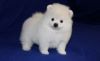 Beautiful White Pomeranian puppies. Text (xxx) xxx-xxx2