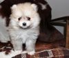 Very handsome and healthy Pomeranian Puppies