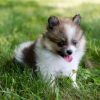 Gorgeous Pomeranian Puppies. Text (xxx) xxx-xxx2