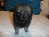 Male Poms for sale.priced to sell ! wolfe sables