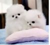 Lovely and outstanding Pomeranian Puppies for a good home