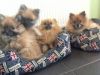 Gorgeous Miniature Girl & Boy Pomeranian Puppies