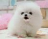 Teddy Bear Pomeranian Puppies For Sale