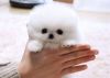 Ready- Only One Gorgeous Kc Reg Pomeranian Puppy