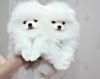 Fantastic Pomeranian Puppies
