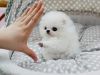 cute pomeranian puppies for adoption...