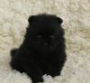 Black an white Boy na Girl Pomeranian puppy