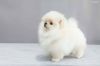 Lovely Pomeranian For Sale