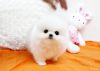 Awesome Pomeranian Puppies For Rehoming,