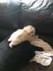 white Cute fluffy Pomeranian puppies (xxx)-xxx-xxx