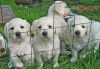Charming Golden Retriever puppies for Sale
