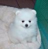 White Pomeranian, 15 weekss, Sweet & Housebroken
