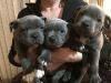 Healthy Pomeranian puppies ready for free Adoption