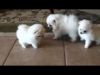 Adorable pomeranian puppies very playful and friendly!!!!