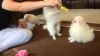 adorable pomerannian puppies