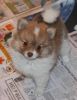 Two, 3 month old Pomeranian Puppies for adoption need forever homes